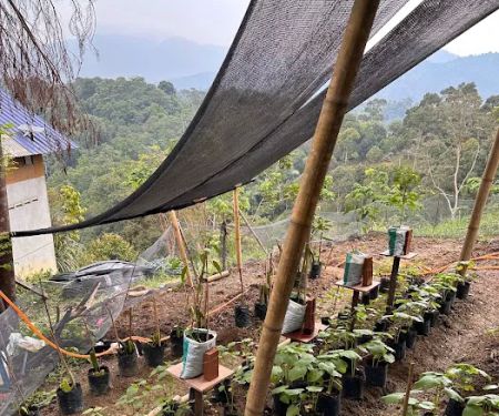 Pelantar Dusun