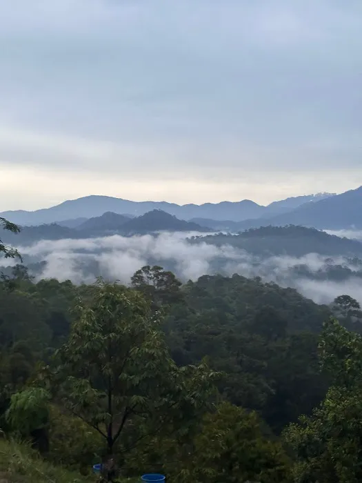 Pelantar Dusun Picture 4