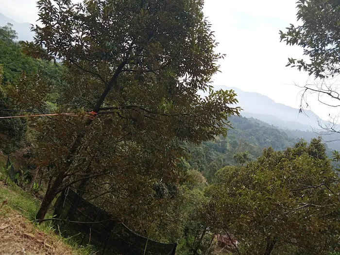 Ladang buah Picture 1