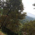 Ladang buah