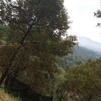 Ladang buah ico