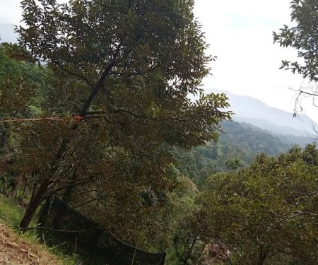 Ladang buah