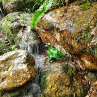 Chalet Rimba Jinbara ico