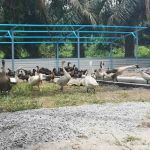 Banting MakAni Homestay Selangor