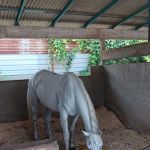 Klang Equestre