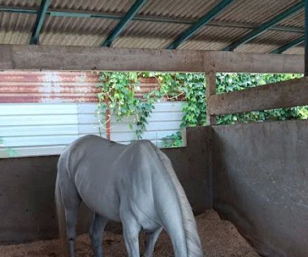 Klang Equestre