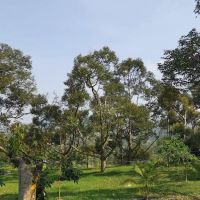 Rakuen Orchard ico