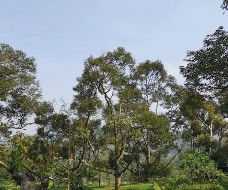 Rakuen Orchard