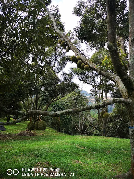 Rakuen Orchard Picture 10