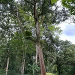 Bamboo Heights