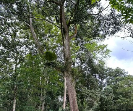 Bamboo Heights