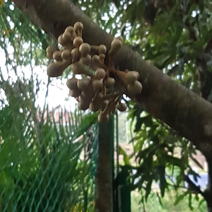 Chalet Raudhatul Jannah Picture 7