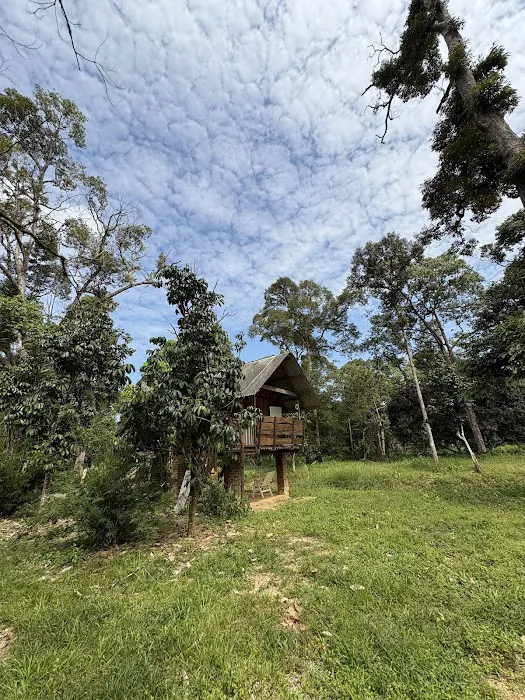 Bayu Sekebun Pohon Campsite Picture 2