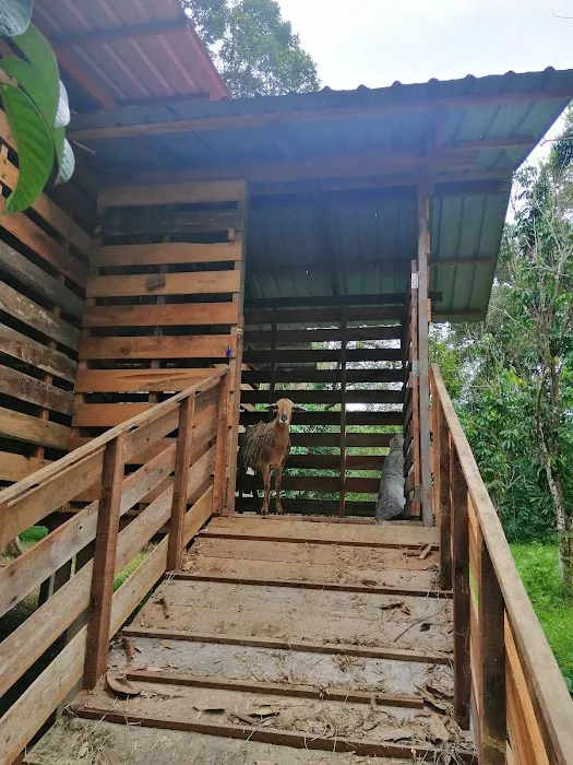 Bayu Sekebun Pohon Campsite Picture 1