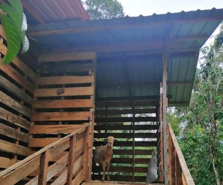 Bayu Sekebun Pohon Campsite
