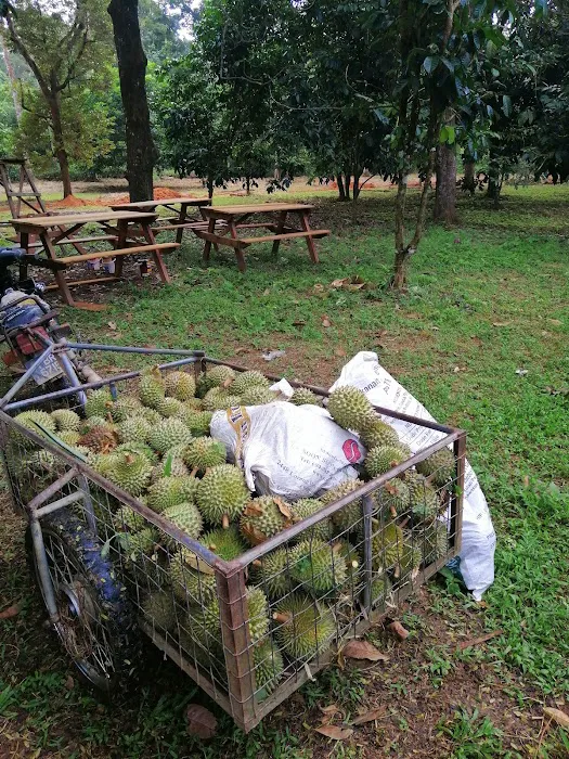 Bayu Sekebun Pohon Campsite Picture 5