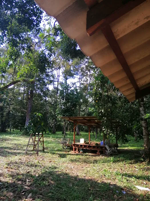 Bayu Sekebun Pohon Campsite Picture 8