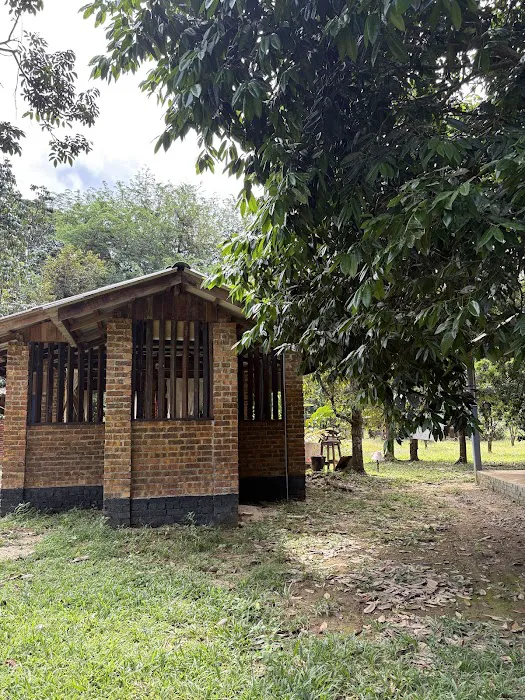 Bayu Sekebun Pohon Campsite Picture 7