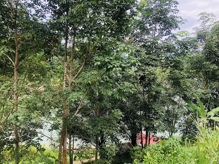 Kampung Chu Wei Picture 5