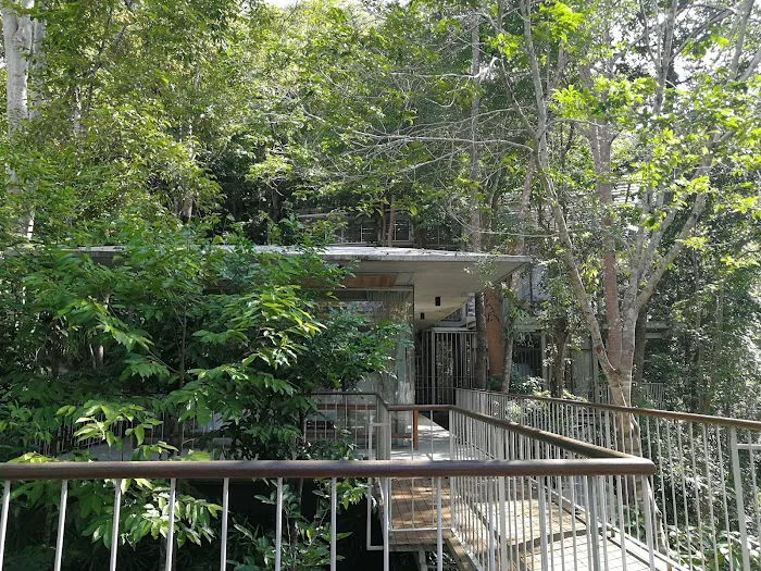 Belum Rainforest Pavillion Picture 8