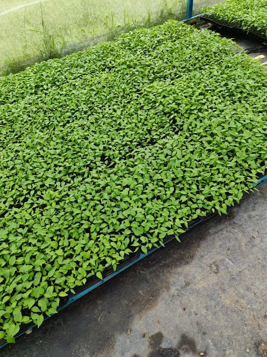 Slim Village Leisure Farm Picture 11