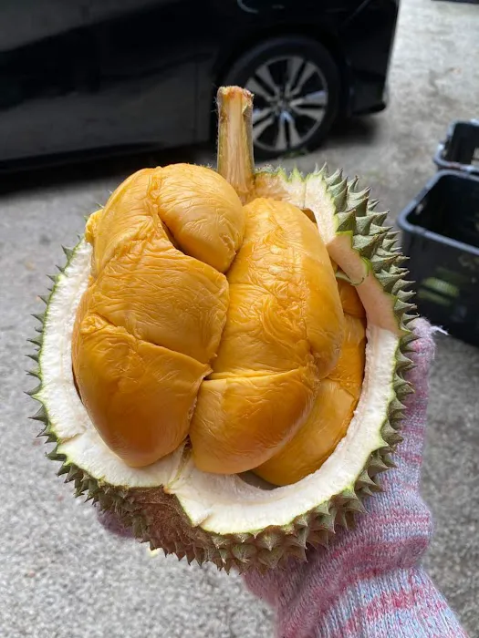 Raff Durian Farm Picture 3