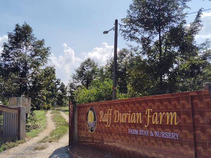 Raff Durian Farm Picture 4
