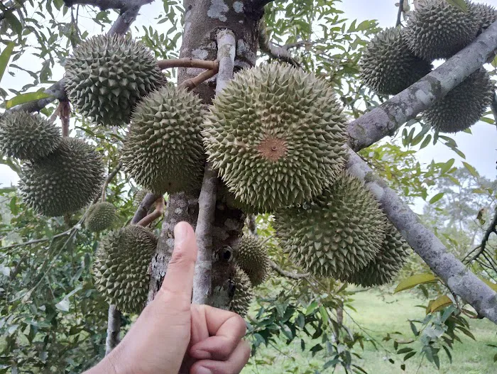 Raff Durian Farm Picture 5