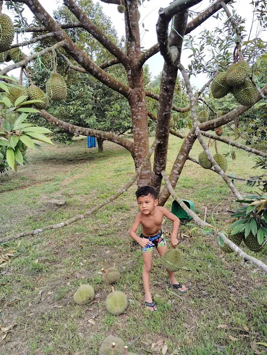 Raff Durian Farm Picture 2