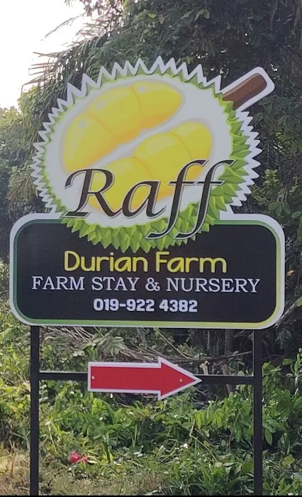 Raff Durian Farm Picture 7