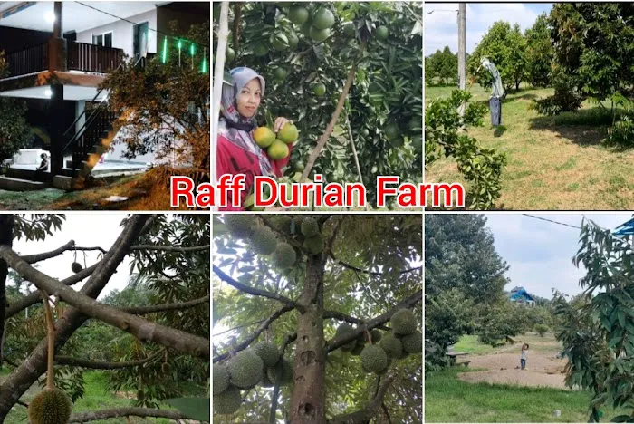 Raff Durian Farm Picture 10
