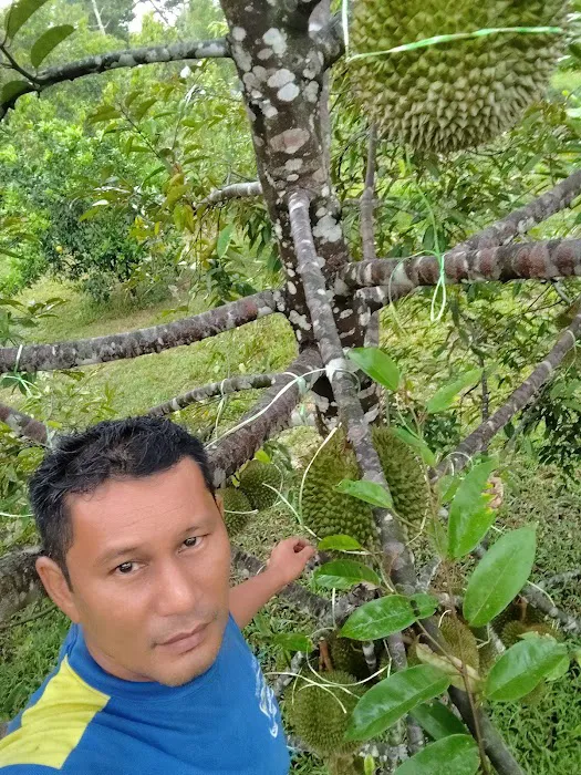 Raff Durian Farm Picture 9