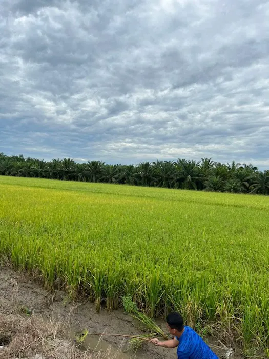 Homestay D'Padi Picture 2