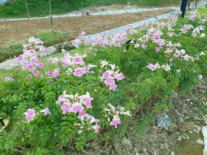 Essex Garden, Setia Eco Templer Picture 10