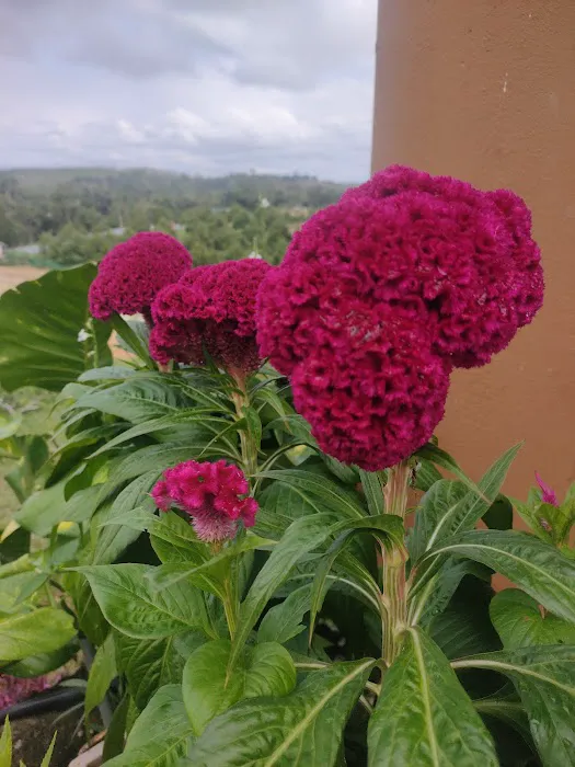 QCxFarm Picture 1