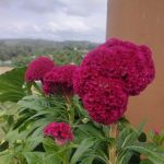 QCxFarm