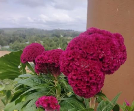 QCxFarm