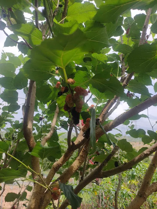 QCxFarm Picture 3