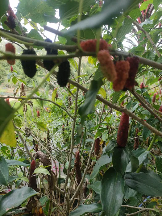 QCxFarm Picture 2