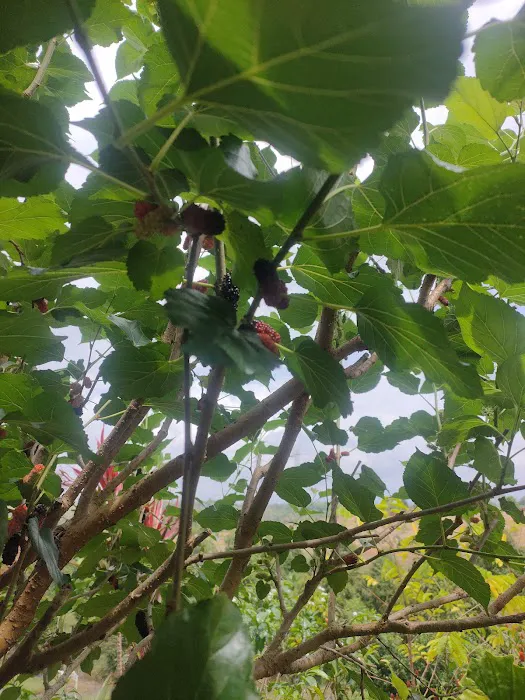 QCxFarm Picture 4