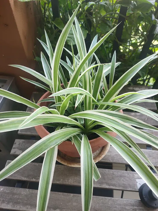 QCxFarm Picture 5