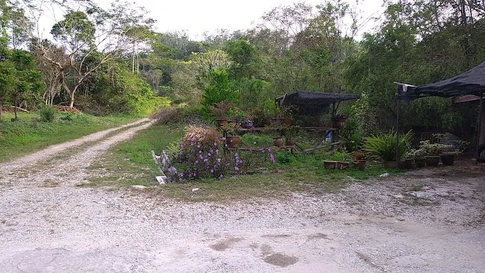 Cik Dayang Property Picture 2