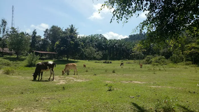 Kampung paya garuk Picture 3