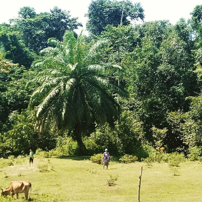 Kampung paya garuk Picture 4
