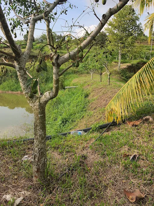 Lembah Peladang Agro Park Campsite Picture 4