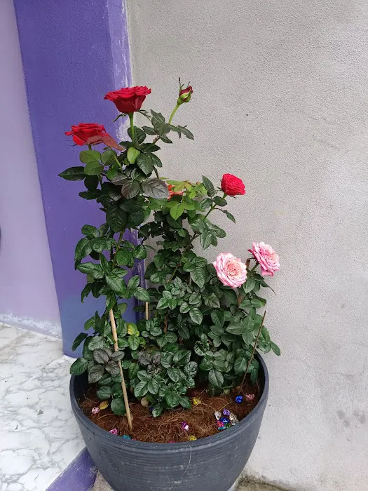 MKS GUESTHOUSE Picture 1