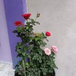 MKS GUESTHOUSE