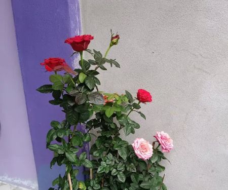 MKS GUESTHOUSE