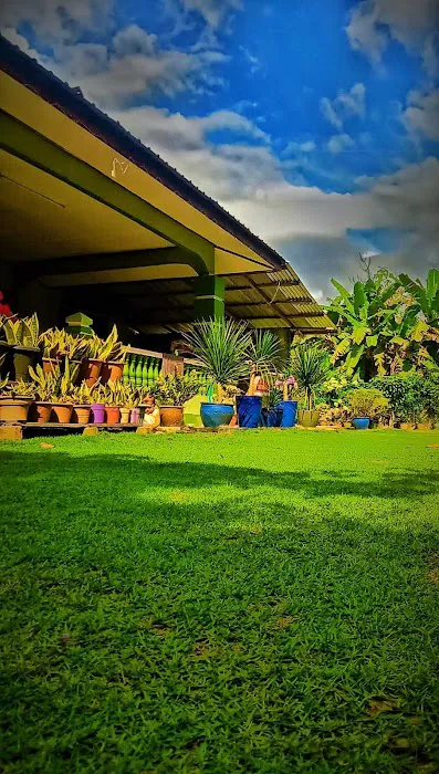 Rumah hijau rumput karpet Picture 2