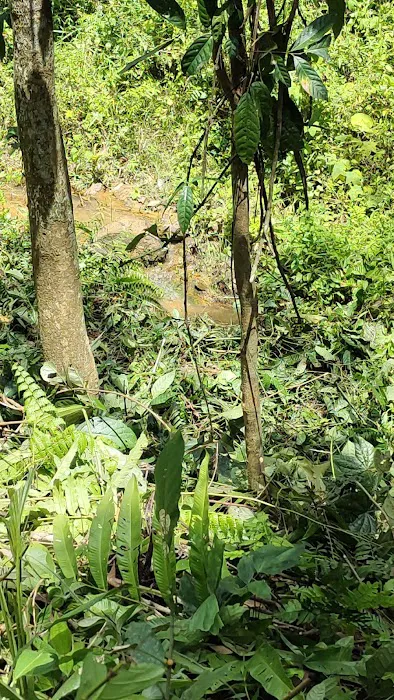 Kg Bukit Ulu Jelebu Picture 7